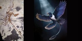 Geflügelter Dinosaurier wirft neues Licht auf den Ursprung der Vögel