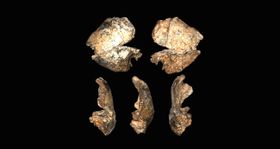Ältestes Fossil eines erwachsenen Homo erectus entdeckt
