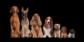 Warum große Hunde schneller altern als kleine