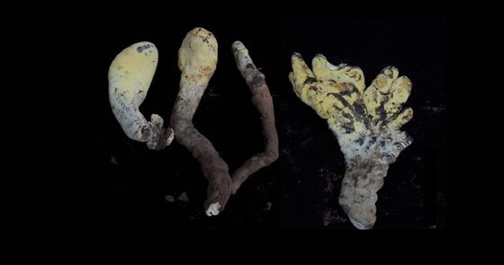 D. rex: Riesenpilz hat größten Fruchtkörper aller Ascomyceten
