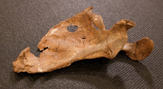 Gewalttat vor 75.000 Jahren: Neandertaler starb durch Speerstoß