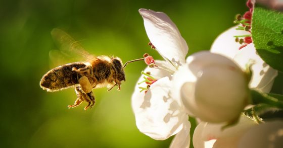 Wie gefährdet sind Europas Bestäuberinsekten?