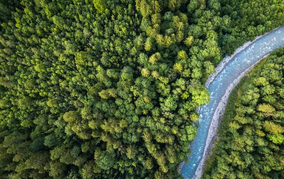 Woran die Aufforstung für den Klimaschutz scheitern könnte