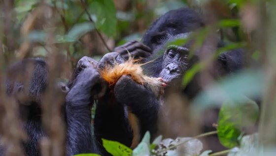 Bei Bonobos ist die Jagd meist Frauensache