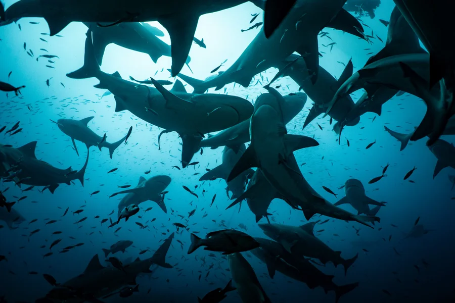 Bullenhaie im Shark Reef Marine Reserve, Fidschi