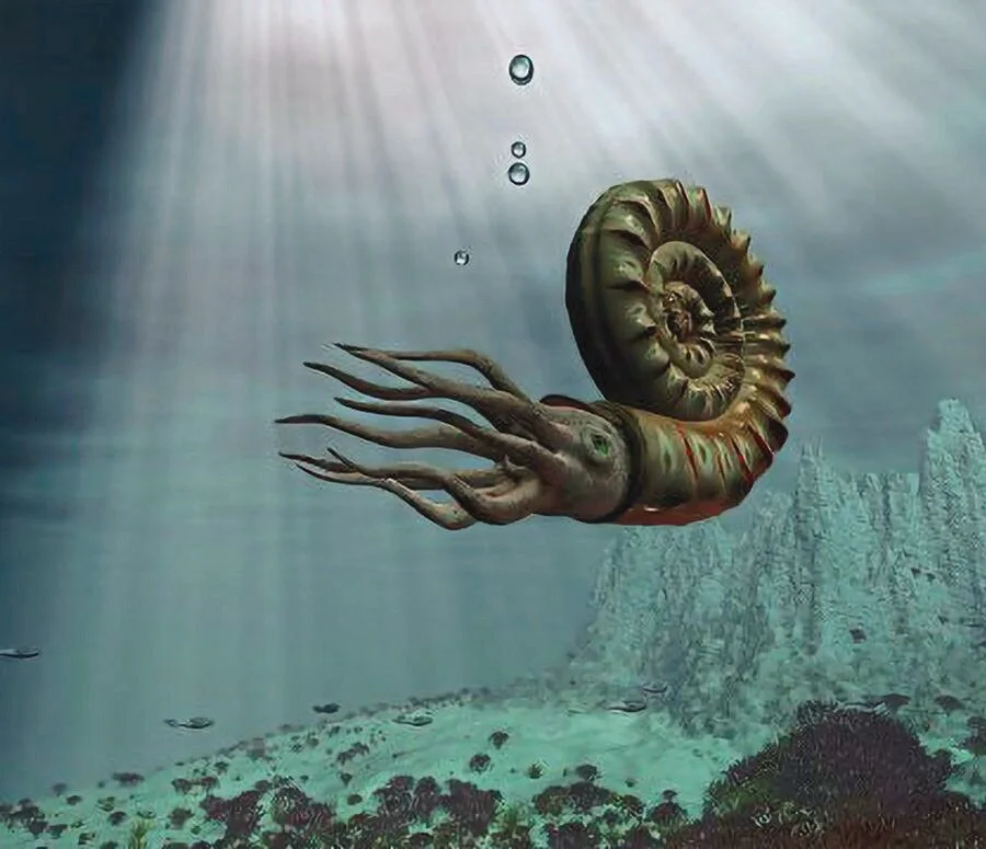 Ammonite_at_sea_Hartnäckige_Tintenfisch-Verwandte:_Über_340_Millionen_Jahre_lang_schwammen_Ammoniten_in_den_Meeren_der_E