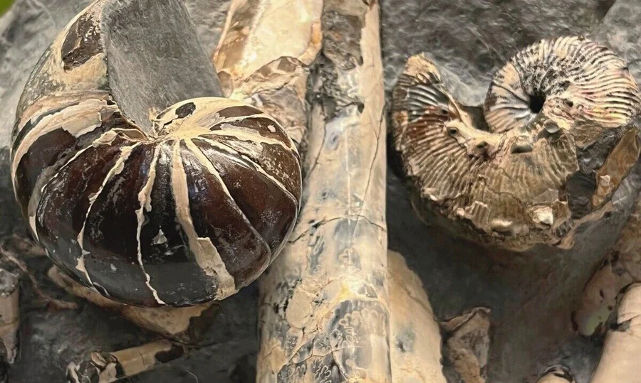 Kopffüßer_im_gemeinsamen_Sterbebett:_Links_ein_Nautiloid_aus_der_späten_Kreidezeit_des_heutigen_South_Dakota,_rechts_dan