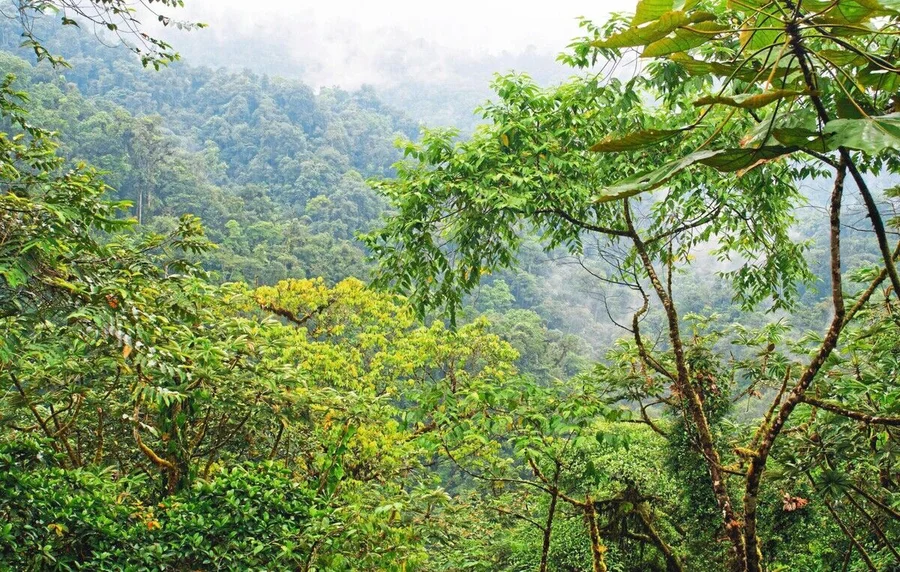 Vielfalt_des_Lebens:_Tropische_Regenwälder_–_hier_aufgenommen_in_Ecuador_–_verdanken_ihre_Existenz_dem_Florenschnitt_des
