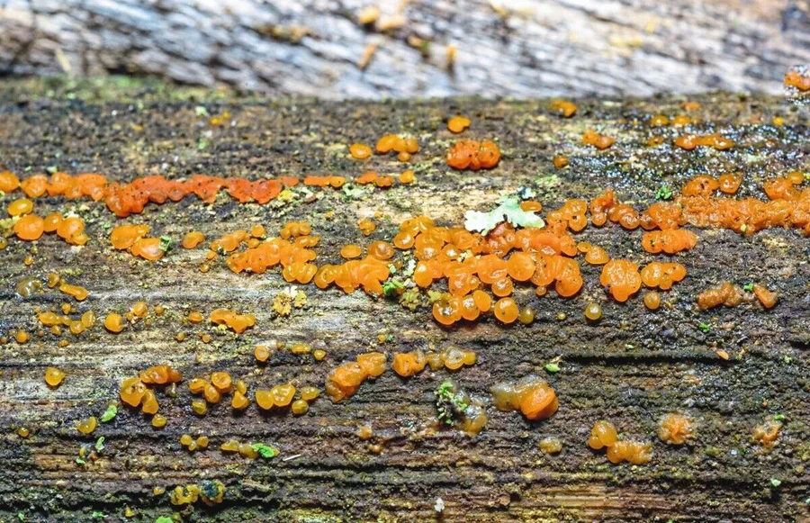 Dacrymyces_sp._-__wood-decomposing_saprotrophic_fungi_on_the_surface_of_an_old_rotten_tree_trunk,_Ukraine_Leben_auf_Tod: