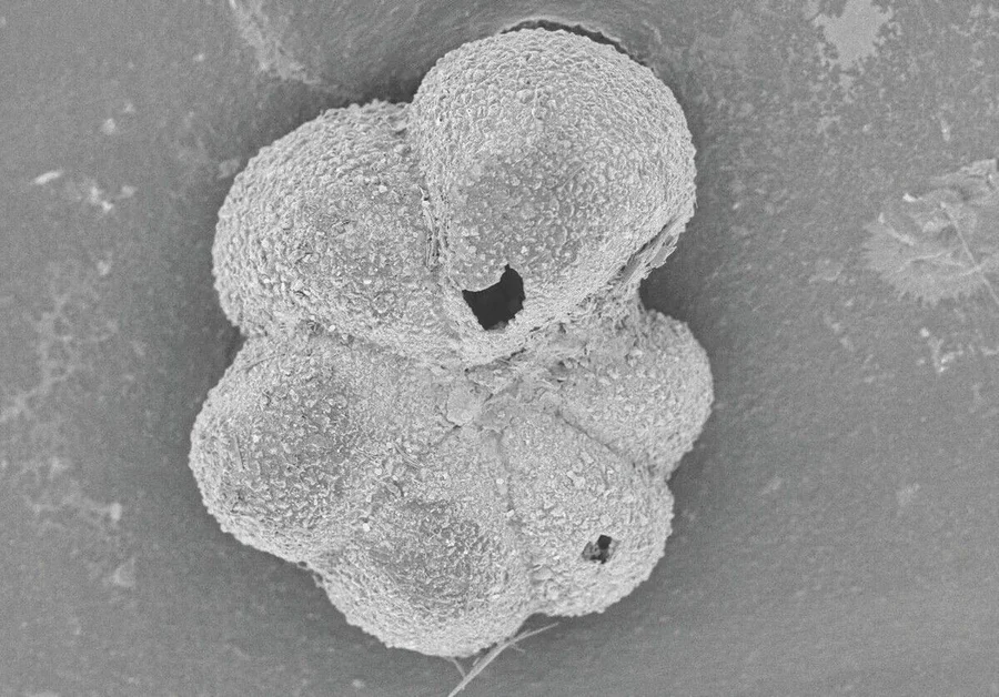 Parvularugoglobigerina_eugubina:_Diese_Foraminiferen-Art_entstand_bereits_wenige_Jahrtausende_nach_der_endkreidezeitlich