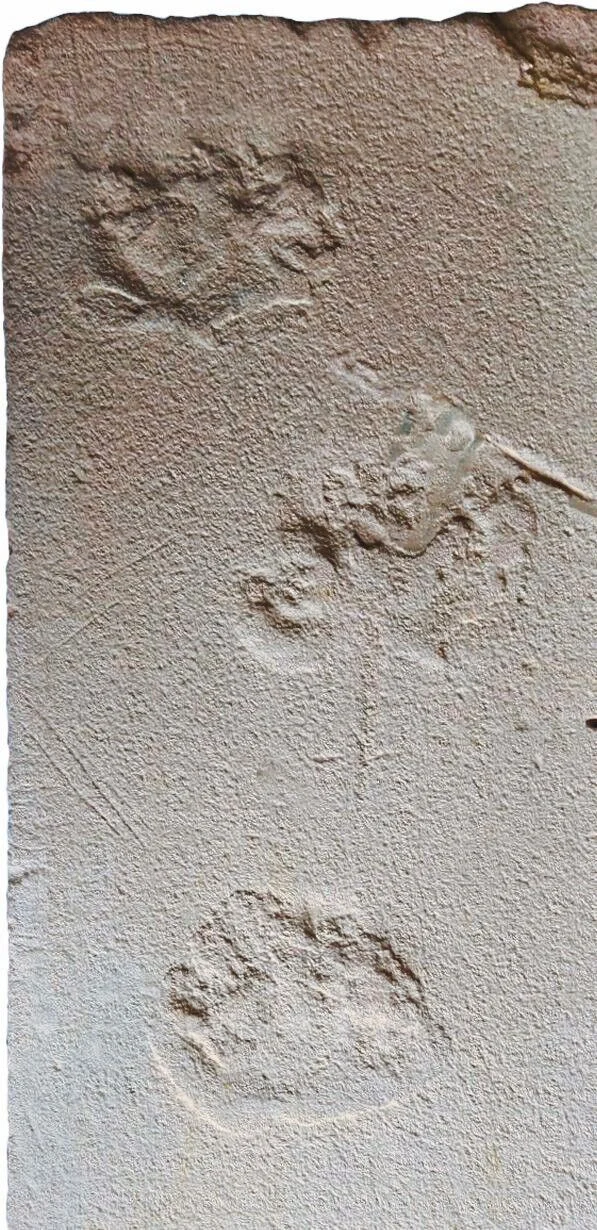 Versteinerten_Spuren_im_heutigen_Brasilien:_Sie_sind_rund_130_Millionen_Jahre_alt_und_doppelt_so_groß_wie_die_anderer_d