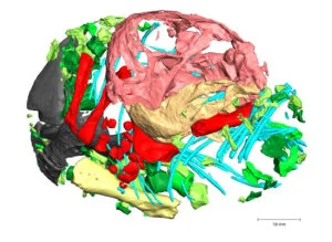 Lystrosaurus-Anatomie