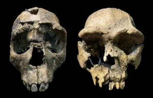 Homo erectus