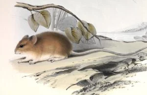 Oligoryzomys longicaudatus