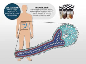 Ebolaviren