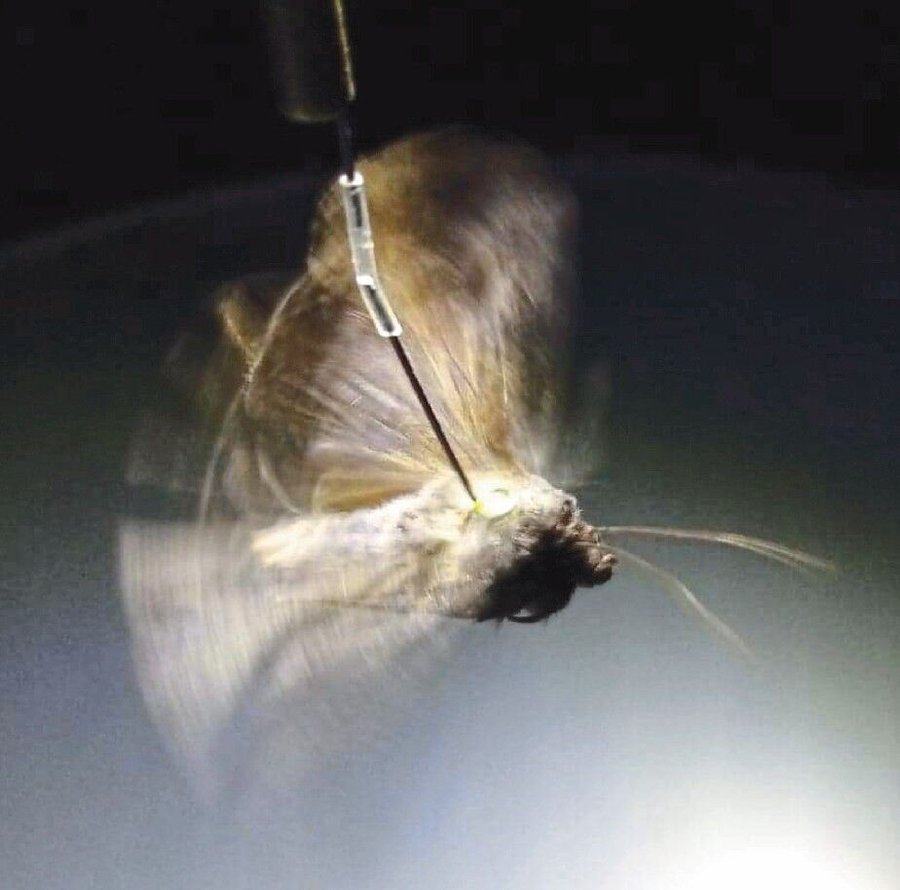 HR_Tethered_Bogong_Moth.jpg