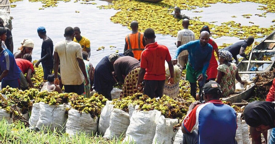 03_hand_removal_campaign_in_lake_ossa.jpg