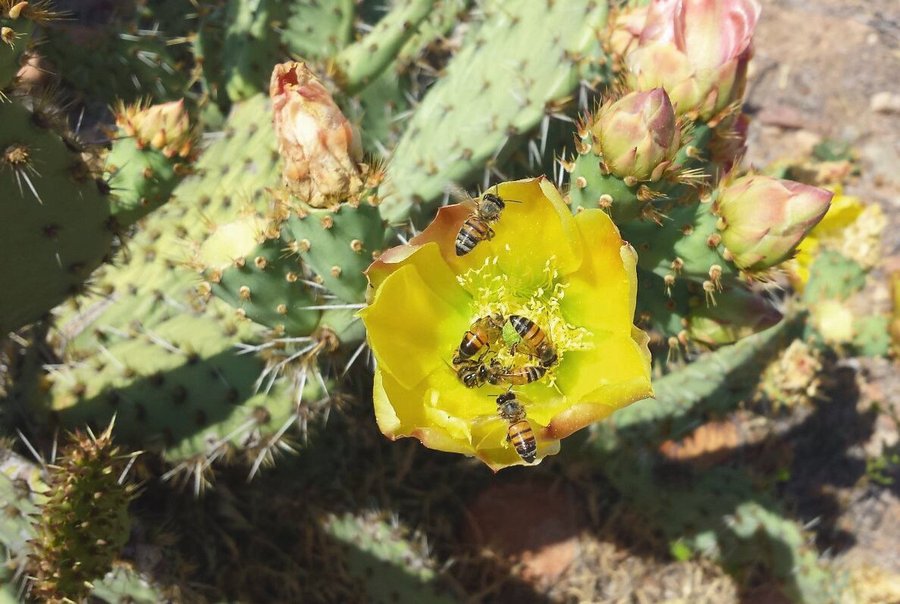 HR_Apis_on_Opuntia.jpg