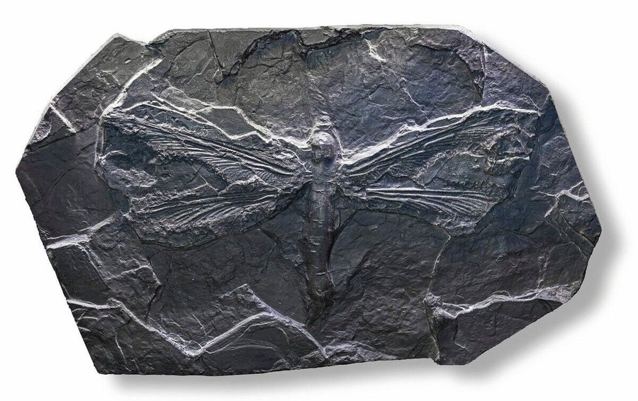 Meganeura_monyi_au_Museum_de_Toulouse
Fossiler_Abdruck_von_Meganeura:_Dieses_gut_erhaltene_Relikt_befindet_sich_im_Musée