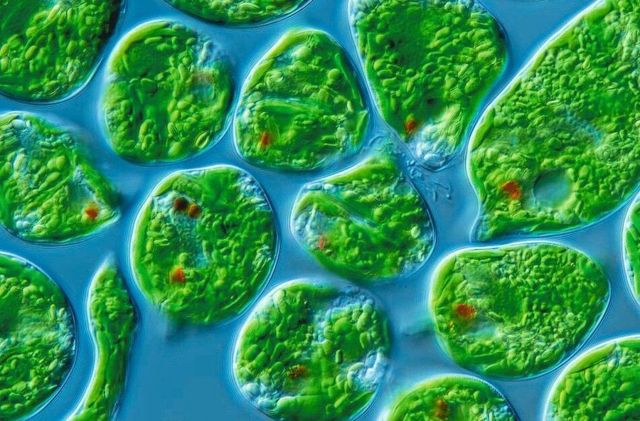 Differential_interference_contrast_(DIC)_light_micrograph_of_Euglena_sp._Euglena_is_a_genus_of_more_than_1,000_single-ce