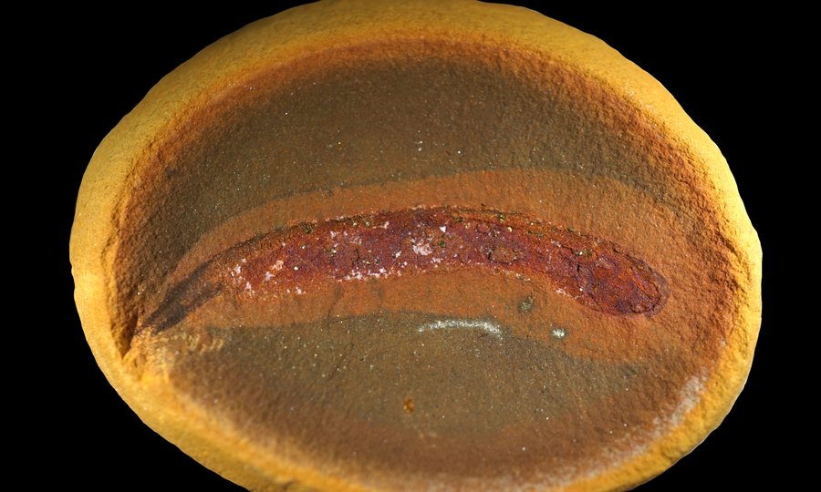 Tetrapodenlarvenfossil