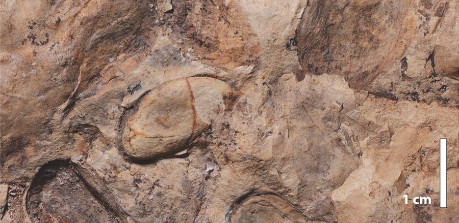 Blütenpflanzen-Fossilien