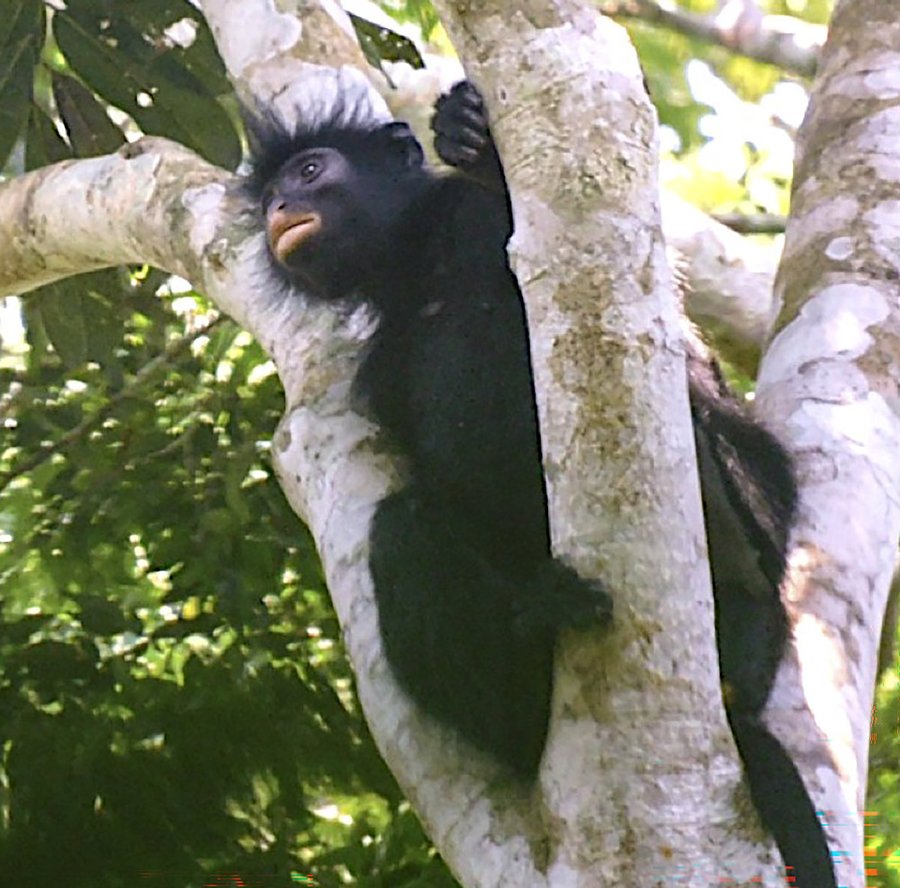 Colobus congoensis im Baum