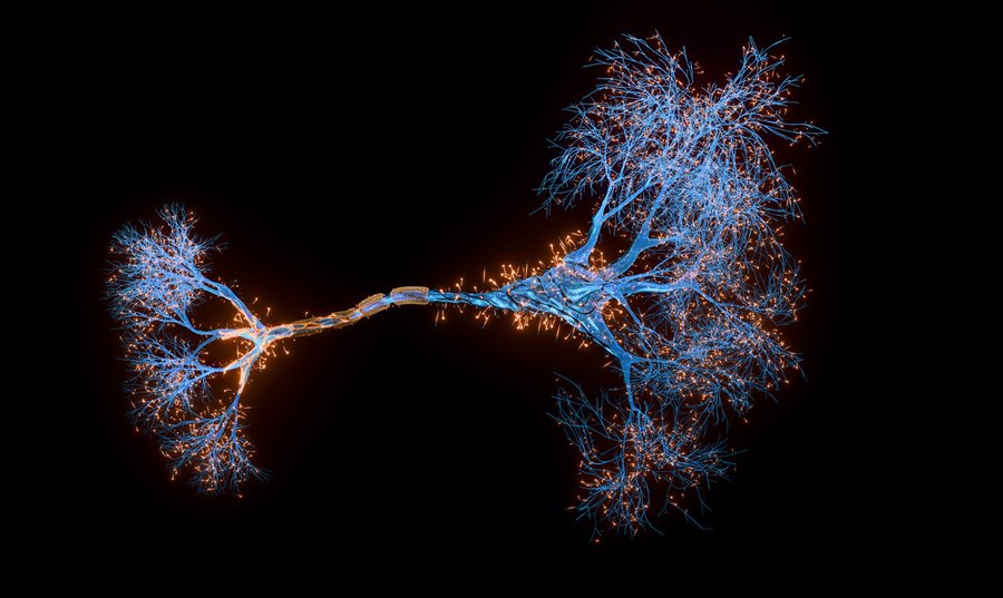 menschliches Neuron