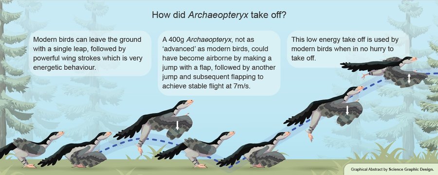 Illustration zeigt den Startvorgang von Archaeopteryx mit verschiedenen Phasen des Abhebens und Fliegens.