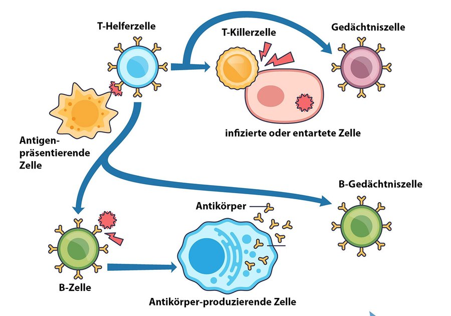 adaptive Immunantwort