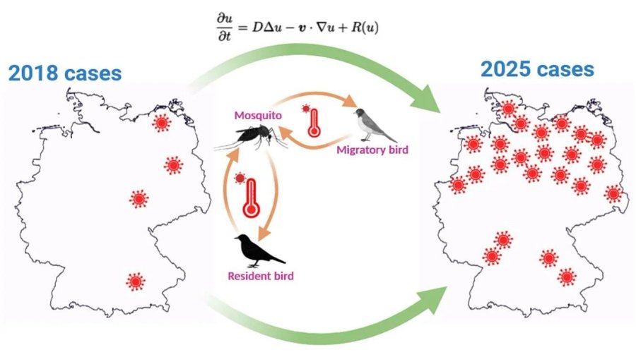 Modell der Ausbreitung des West-Nil-Virus in Deutschland