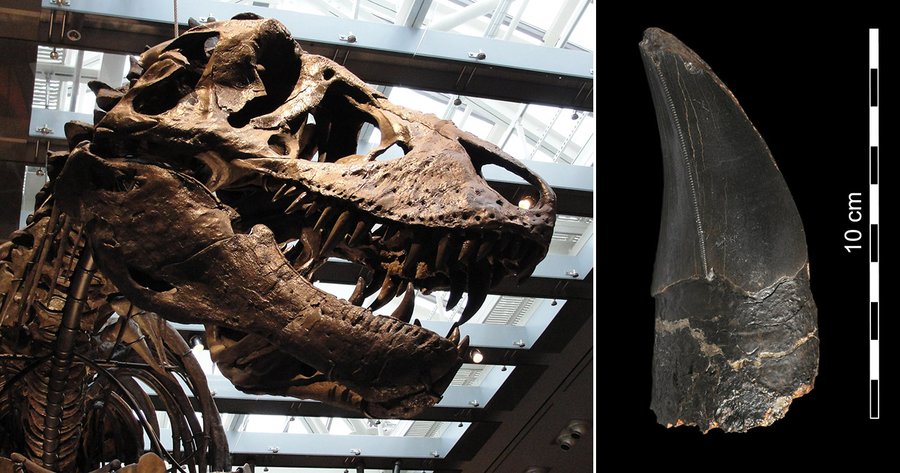 Tyrannosaurus-Schädel und -zahn