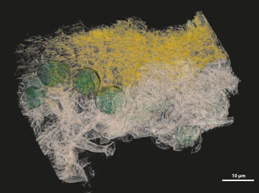 Nano-CT-Bild von grauen und gelben Pilzhyphen, die grüne Algenzellen umwachsen.