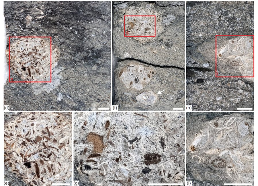 fossile Regurgitate