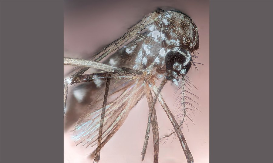 Aedes aegypti
