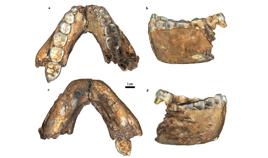 Paranthropus-Kiefer