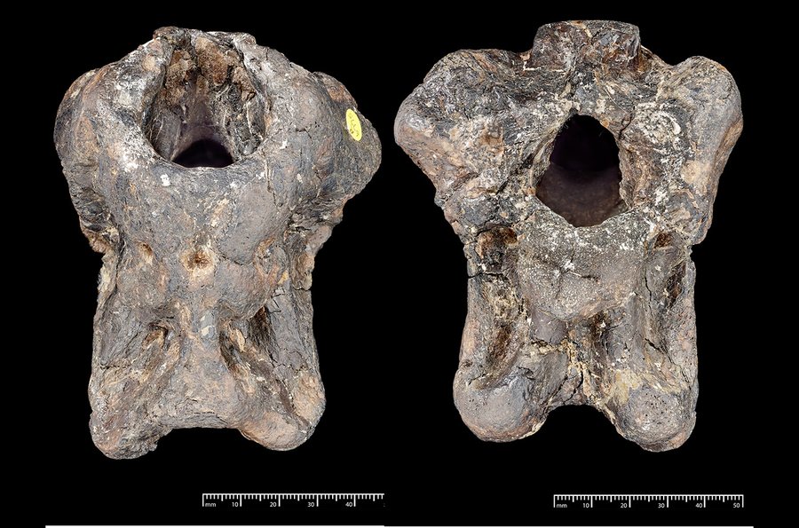 Fossiles SChädelfragment