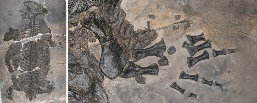 Fossilien von Gerrothorax maritimus