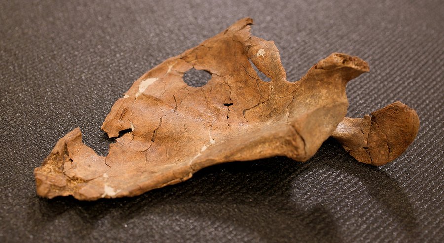 Gewalttat vor 75.000 Jahren: Neandertaler starb durch Speerstoß