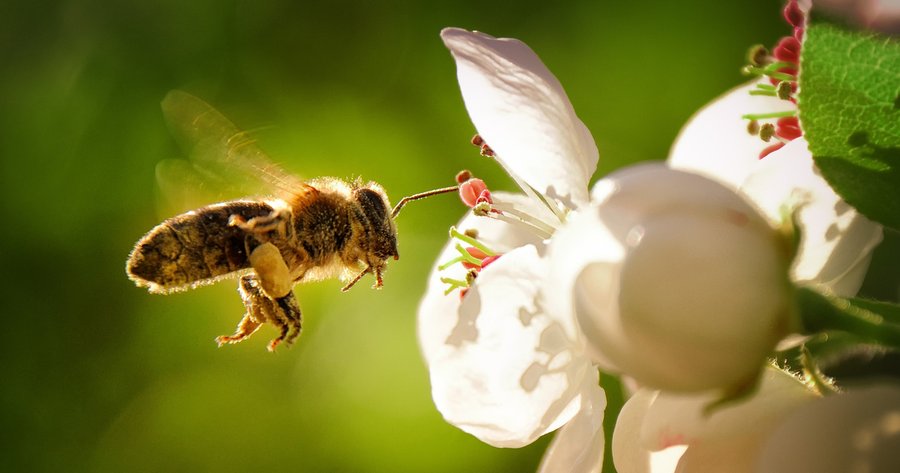 Wie gefährdet sind Europas Bestäuberinsekten?