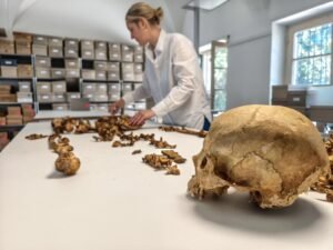 Schädel und Skelett eimer Frau aus dem 6. Jh. auf Untersuchungstisch 