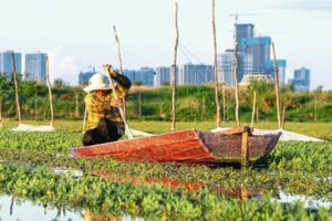 Wassergemüse_Farmerin_in_ihrem_Boot_auf_dem_Boeung_Tompun_See_