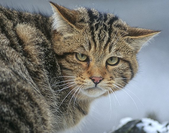 Scheuer Jager Breitet Sich Wieder Aus Comeback Fur Die Wildkatze Wissenschaft De