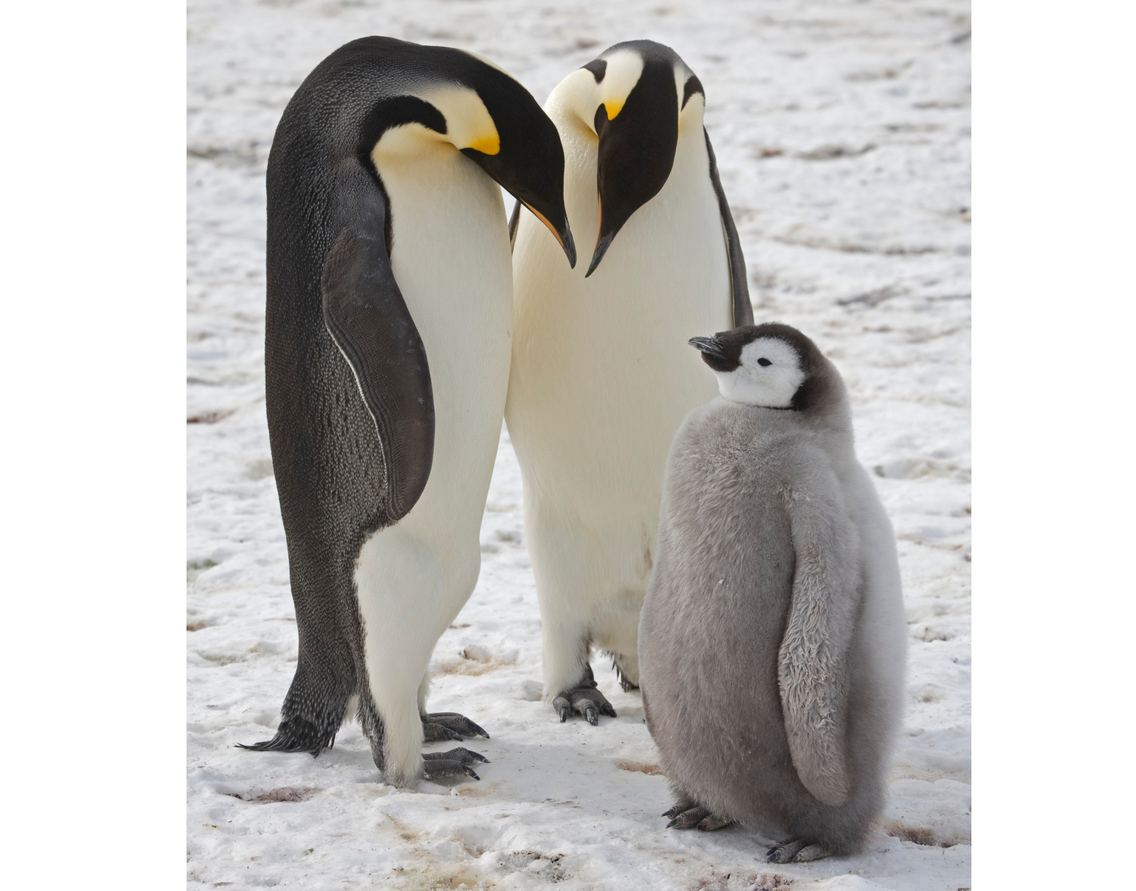 Tote Pinguin-Küken durch Meereisverlust 