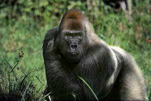 14-07-09-gorilla.jpg