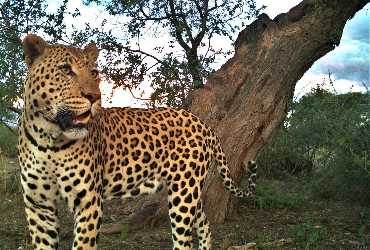 leopard tours rezensionen