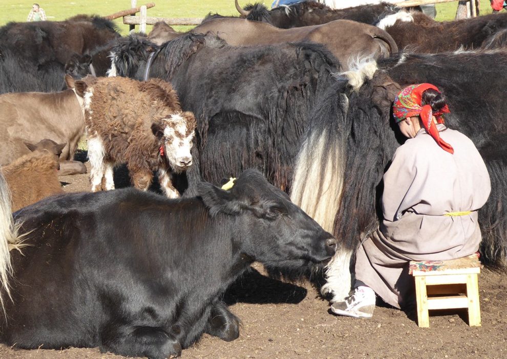 Mongolische Milchwirtschaft