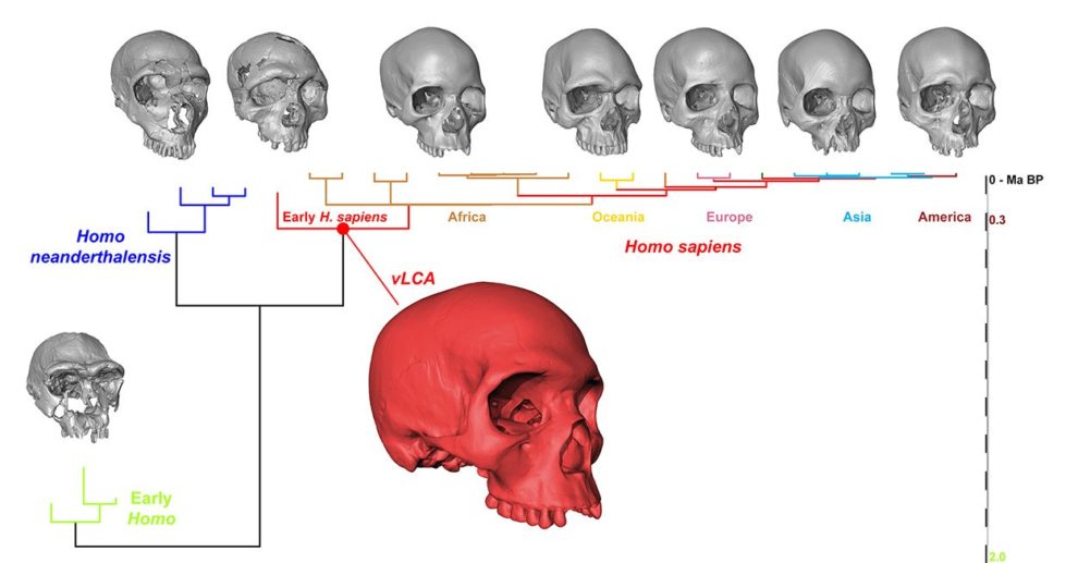 Homo sapiens