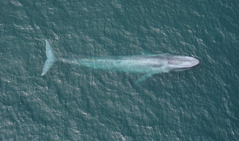 blue whale