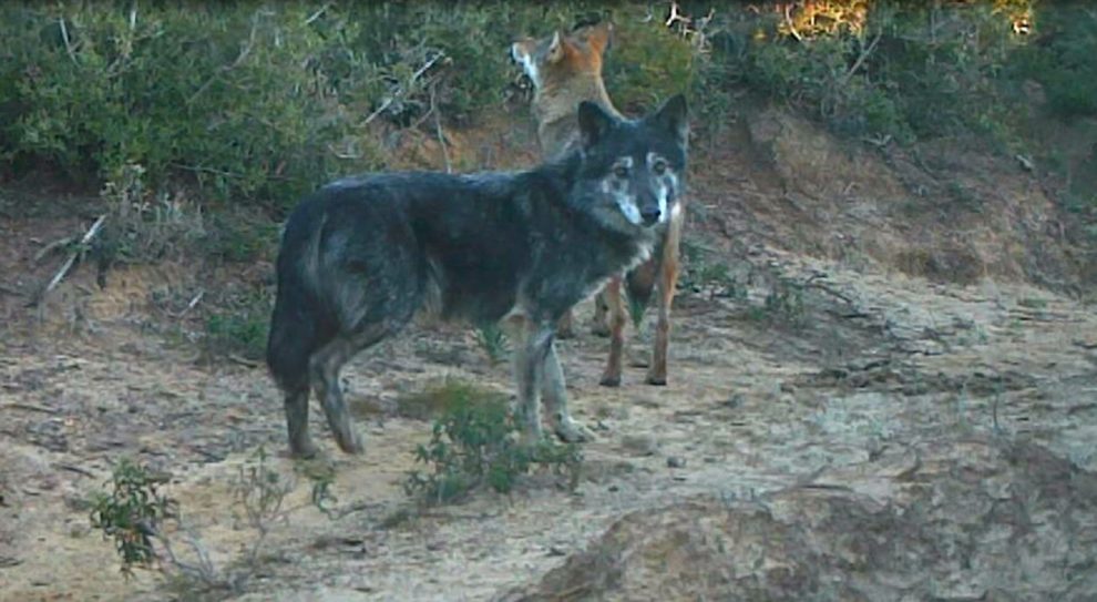 Wolf und Wolfshund